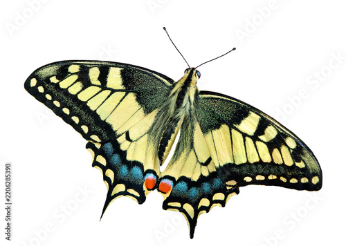 Old world swallowtail isolated on transparent background. Bright butterfly close up