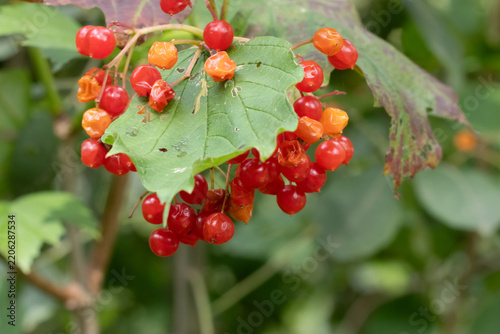 red berries of a currant