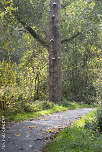 path in the forest
