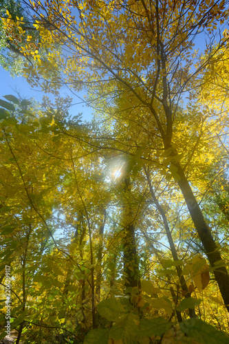 Morning sunshine streaming through yellow leaves of autumn in tall cotton wood trees creates a glowing effect .