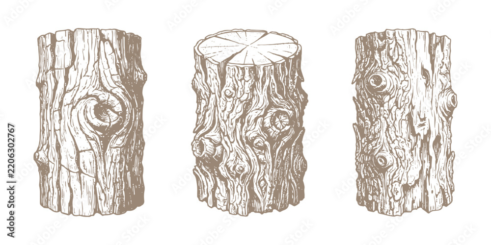 Obraz premium Vintage hand drawn wooden tree trunks set with detailed bark texture vector illustration isolated on white background.