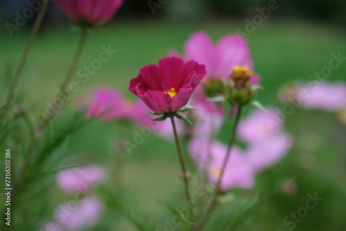 pink cosmos flower
