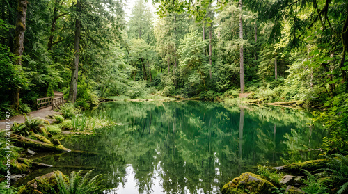 Forest trees reflect on the surface of a tranquil emerald pond.
