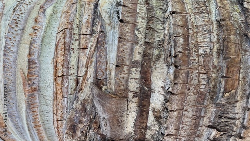 High detail macro of weathered palm tree bark texture background