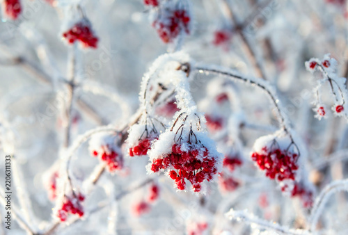 branch with red berries covered in white frost crystals in a winter garden