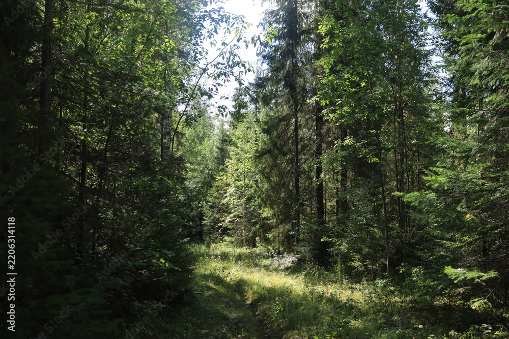 Obraz premium A forest in northeastern Europe on a sunny summer day.