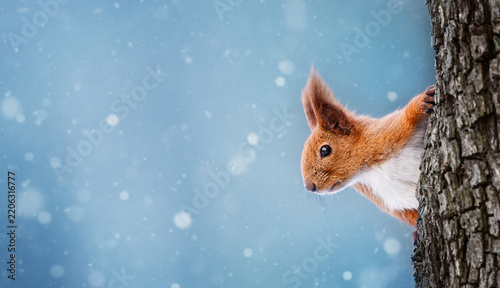 Red Squirrel Peeking From Tree in Winter Snowfall
