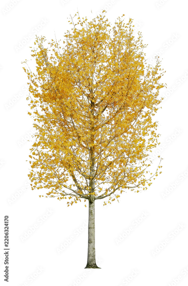 Obraz premium PNG Golden autumn tree isolated on white background, delicate foliage and trunk