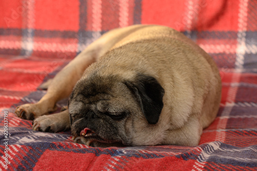 Obraz na płótnie Cute Sleeping Pug on Red Plaid Blanket