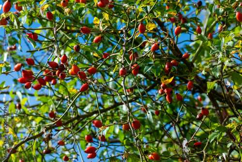 Hagebutten Früchte am Strauch im Herbst im Sonnenlicht