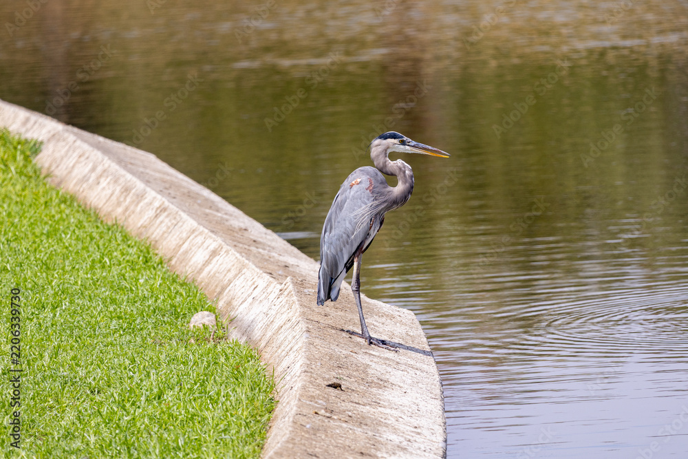 Obraz premium great blue heron