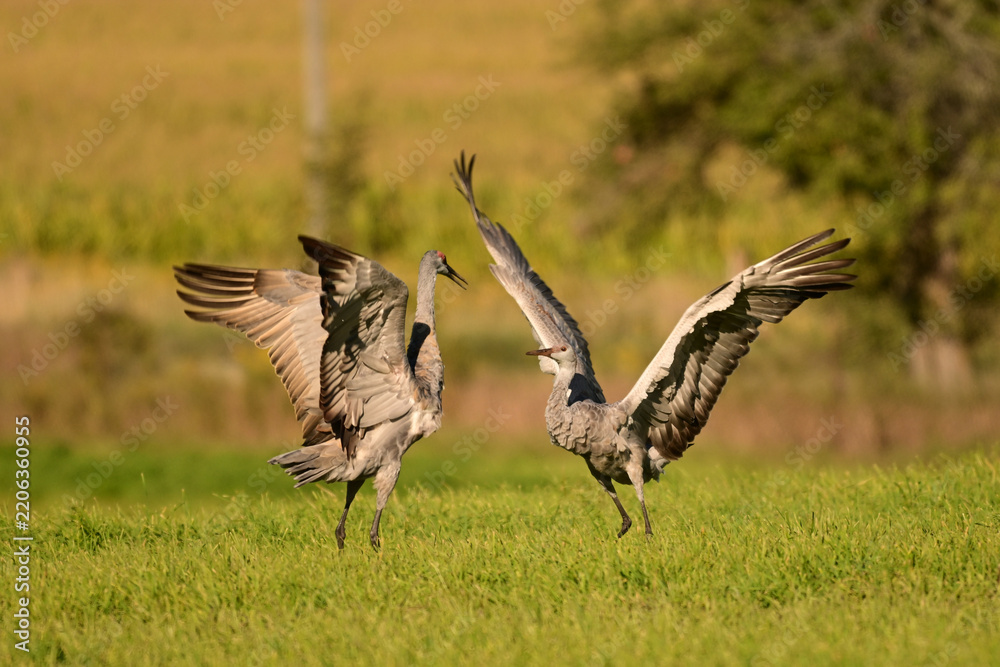 Obraz premium Funny dancing Sandhill Cranes in a green pasture on their journey south during fall migration
