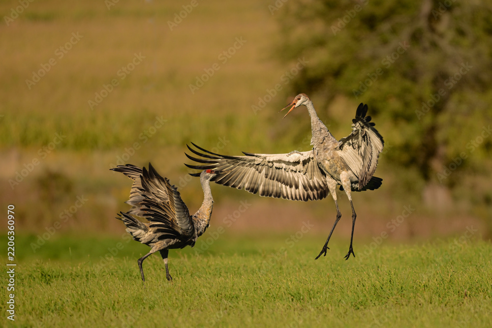 Obraz premium Funny dancing Sandhill Cranes in a green pasture on their journey south during fall migration