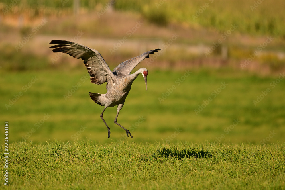Obraz premium Funny dancing Sandhill Cranes in a green pasture on their journey south during fall migration
