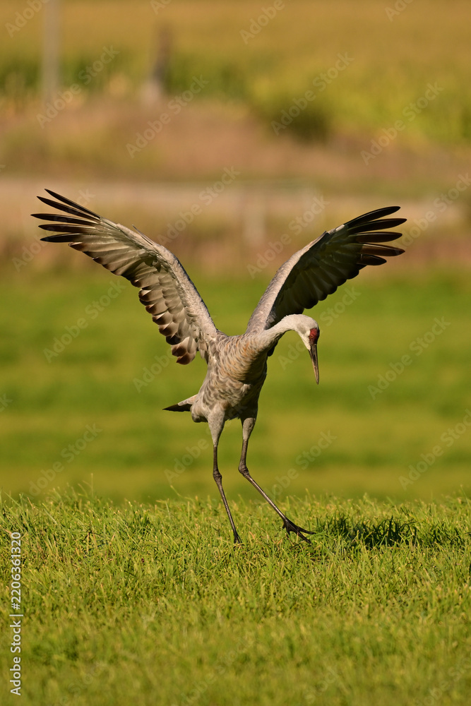 Obraz premium Funny dancing Sandhill Cranes in a green pasture on their journey south during fall migration