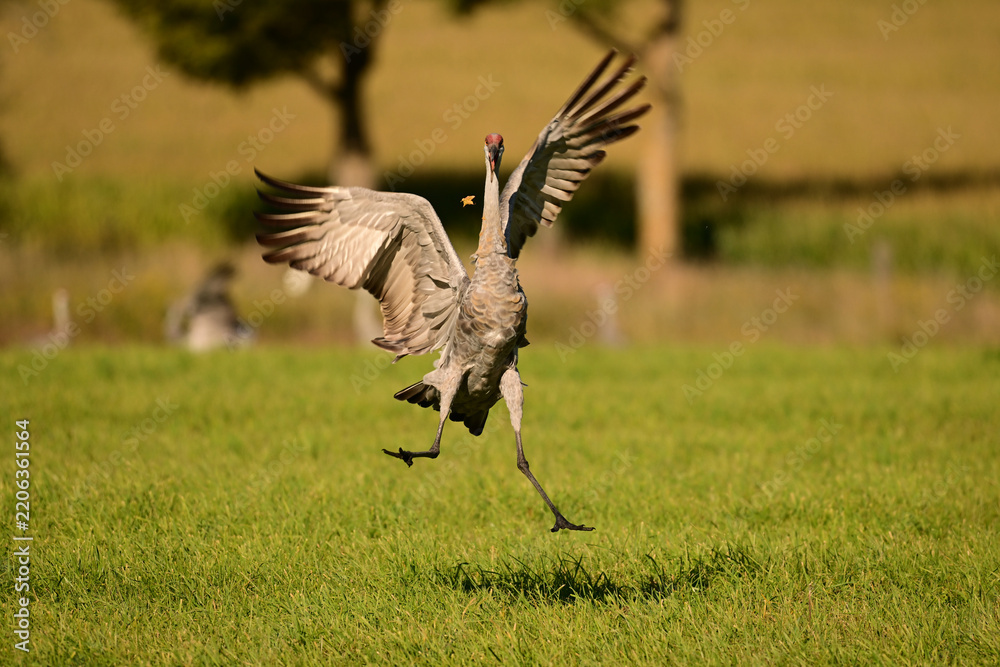 Obraz premium Dancing Sandhill Cranes in a green pasture on their journey south during fall migration