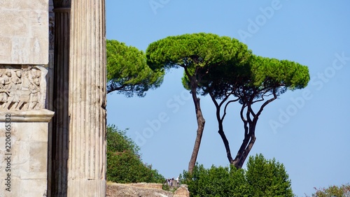 Italian stone pine trees with roman ruins in the foreground