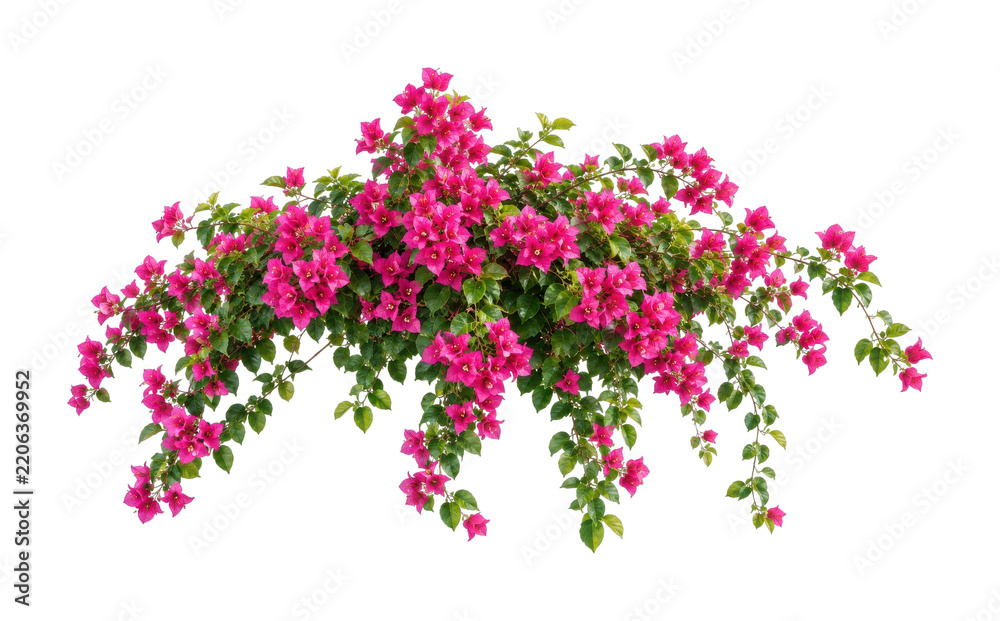 Fototapeta premium PNG Vibrant pink bougainvillea flowers with cascading green foliage