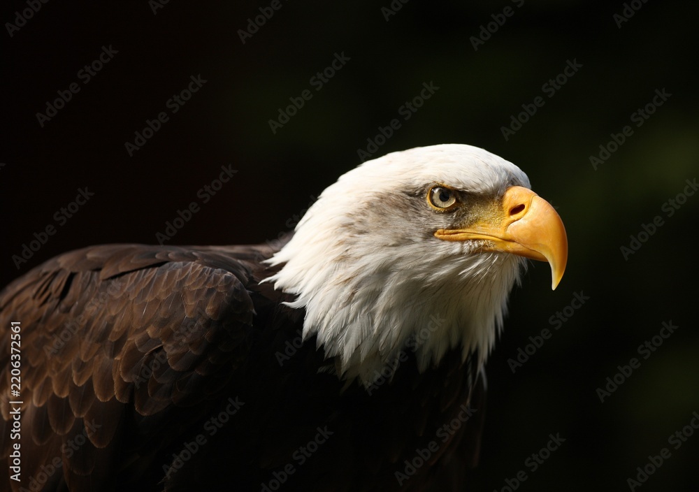 Obraz premium Bald eagle portrait with white head and golden beak