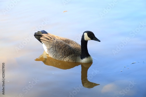 Canada Goose in Sunlight with Soft Blue Reflections on Calm Autumn Water