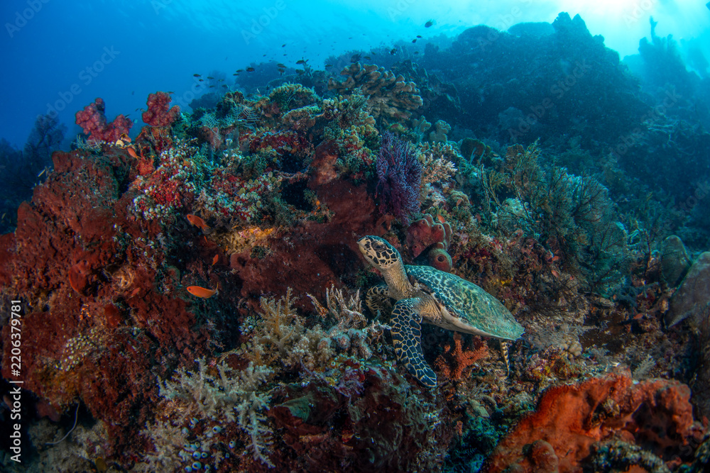 Fototapeta premium A hawksbill sea turtl is resting on the seabed. A eretmochelys imbricata sea turtle in Indonesian waters.