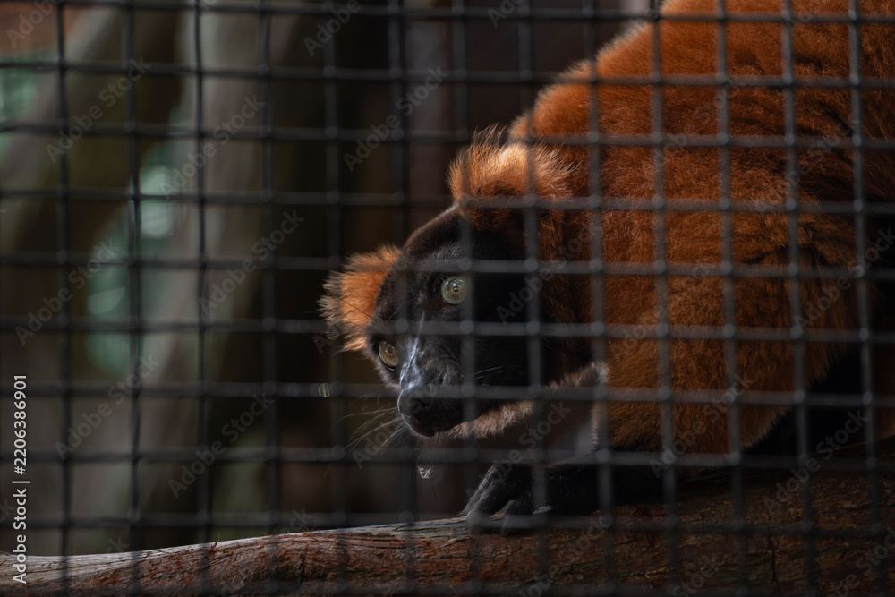 Fototapeta premium Red ruffed lemur behind a wire enclosure looking toward the camera