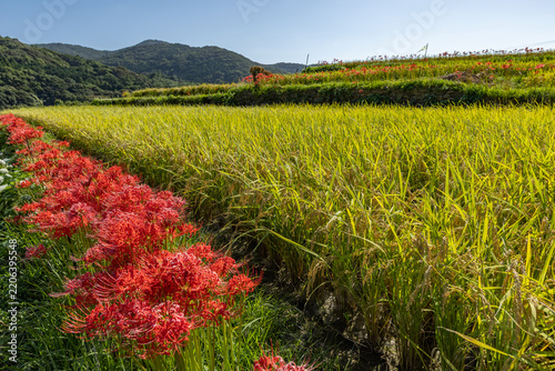 Vibrant red spider lilies blooming by golden rice paddies, showcasing the rich natural beauty of Japanese countryside.