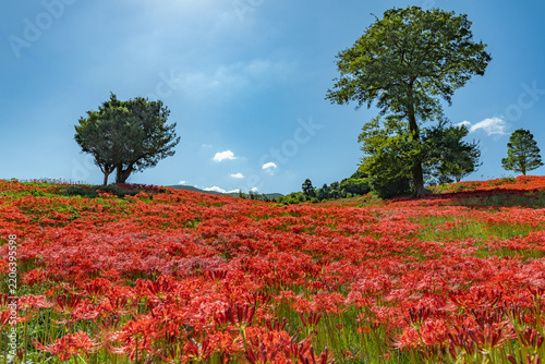 Vibrant field of bright red flowers under a blue sky. A powerful, lively summer landscape scene.