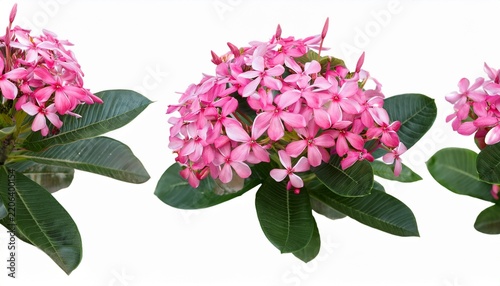 alpinia purpurata tree plan top view cutout white background isolate pink pentas bloom close up vibrant tropical flowers detailed floral texture botanical beauty