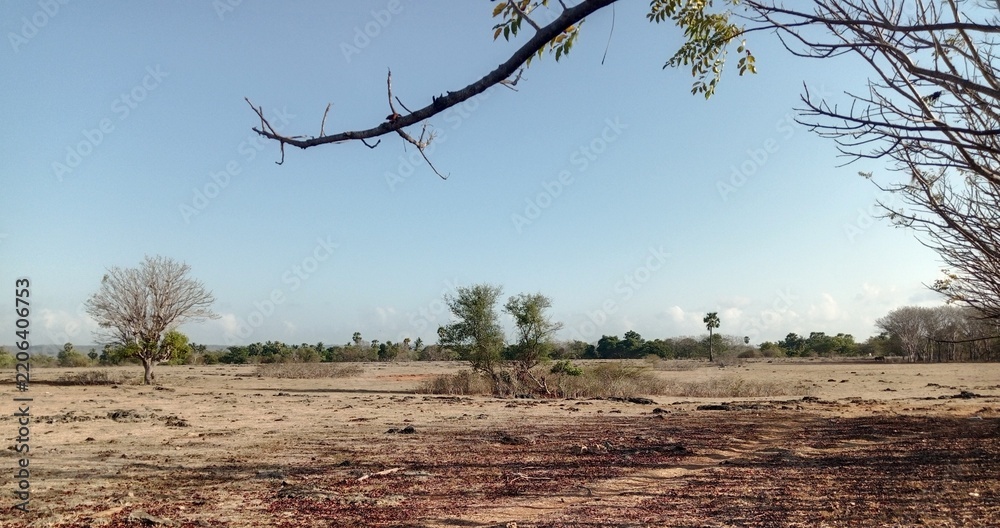 Fototapeta premium Dry season savanna landscape in Pahunga Lodu East Sumba with natural tree branch frame