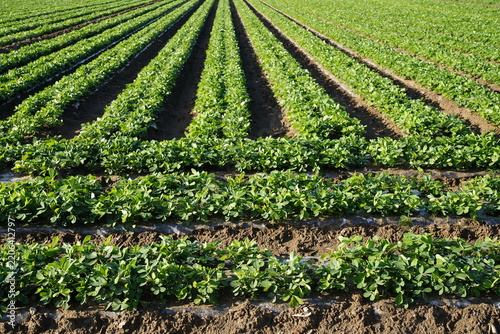 Peanut plants growing vigorously under plastic film ridge cultivation in farmland