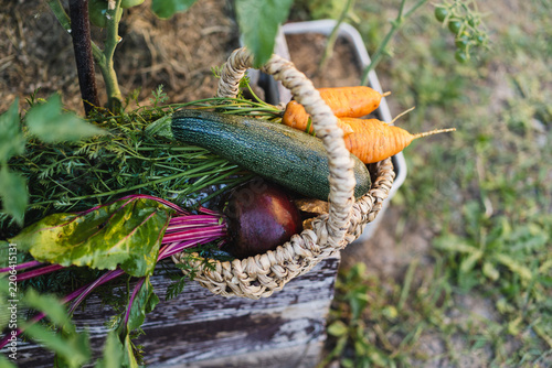 Freshly harvested carrots, beetroot and zucchini in a rustic wicker basket in a home vegetable garden, representing organic farming, healthy food and seasonal produce.