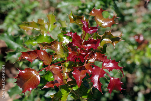 Fresh new growth of spiky red holly leaves