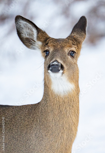 White tail deer doe in the snow of New England