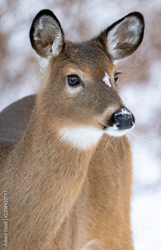 White tail deer doe in the snow of New England