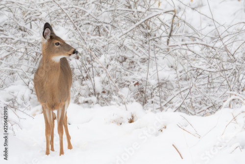 White tail deer doe in the snow of New England