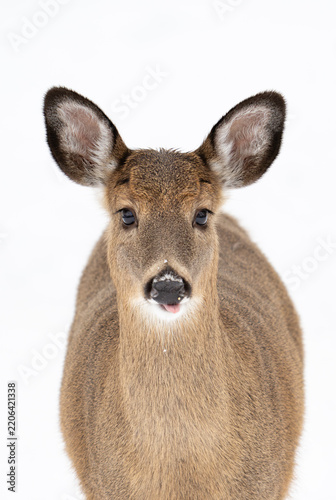 White tail deer doe in the snow of New England