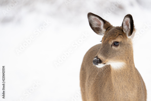 White tail deer doe in the snow of New England