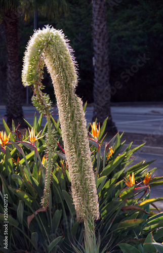Flowering agave plant and strelitzia bird-of-paradise flowers