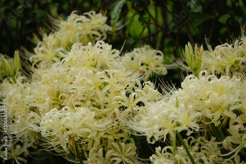 White spider lilies in full bloom, autumn flowers in Japan