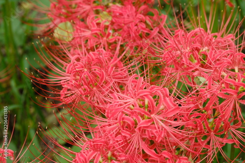 Dense cluster of red spider lily flowers in autumn, Japan