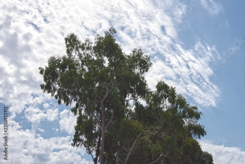 Eucalyptus tree under white clouds