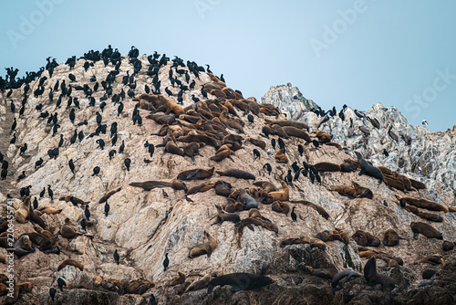 Obraz na plátně Rocky island densely covered with a large colony of cormorants