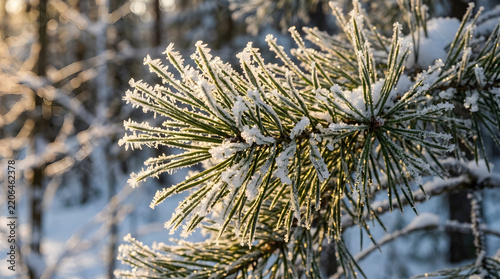 Winter's serene embrace Detailed view of ice-covered pine branches illuminated by golden light in a peaceful snowy landscape, capturing the crisp beauty of a frosty morning