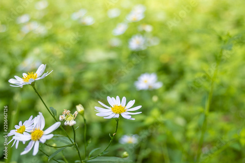 Cluster of white wildflowers blooming in a vibrant, lush green meadow. Perfect spring nature photography with soft bokeh background.