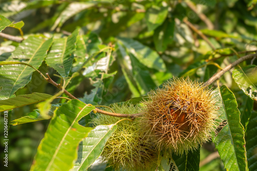Fresh chestnuts and nuts hanging from branches in a forest setting, symbolizing autumn harvest and natural bounty.