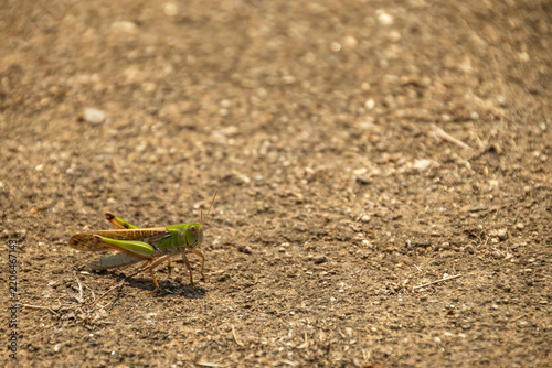 A vivid green grasshopper rests on dry, dusty soil. Macro view of nature's intricate life.