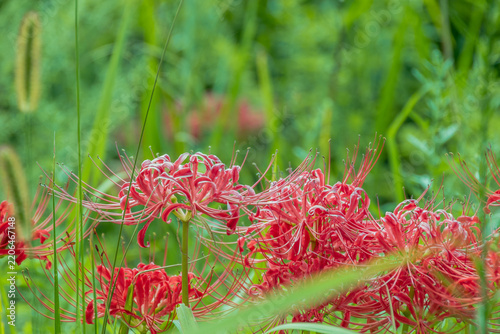 Red Spider Lilies (Lycoris radiata) in Lush Green Foliage. Dramatic cluster of vibrant red blooms against a deep green background. A magical depiction of seasonal change.
