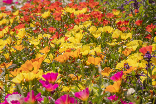 Vibrant field of colorful spring flowers. A dense, bright tapestry of yellow, orange, and pink blooms under sunshine.