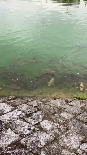 池の石積みの岸辺に集まる鯉の群れ